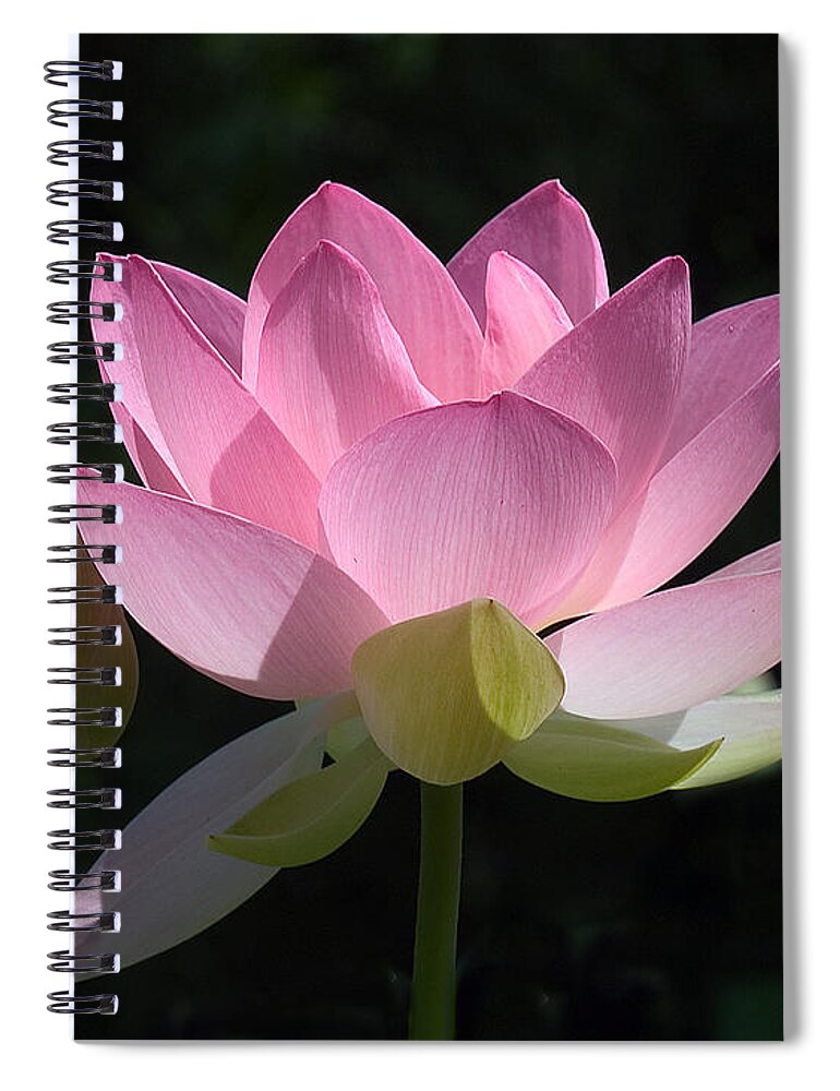: Spiral Notebook featuring the photograph Lotus Bud--Snuggle Bud DL005 by Gerry Gantt