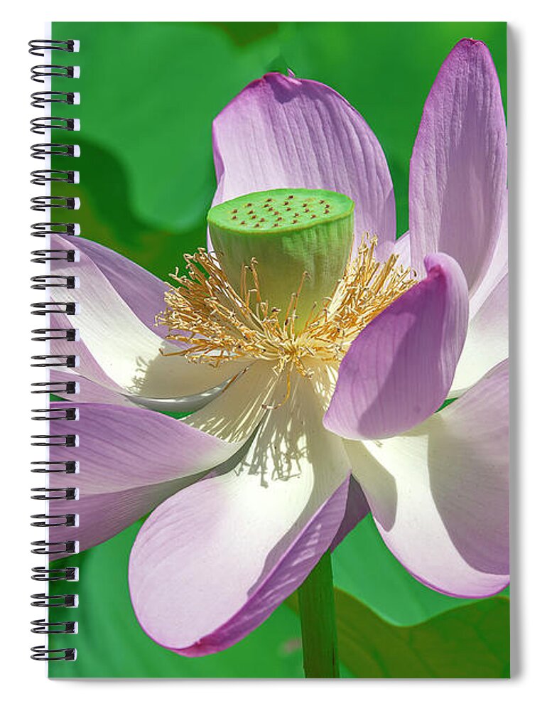 Lotus Spiral Notebook featuring the photograph Lotus--Fading ii DL0080 by Gerry Gantt