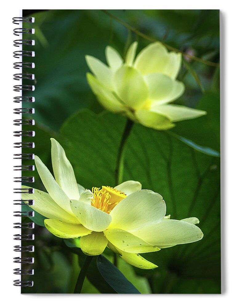 Wildflowers Spiral Notebook featuring the photograph Lotus Lovelies by Bill Pevlor