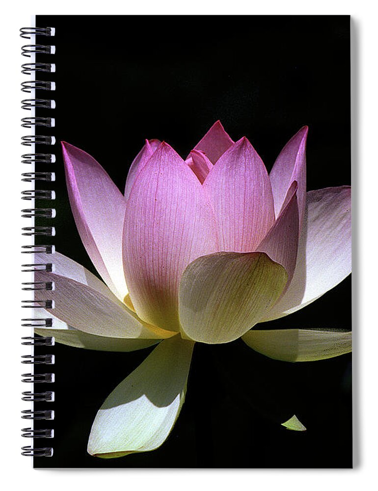 Nature Spiral Notebook featuring the photograph Lotus--Purity 24O by Gerry Gantt