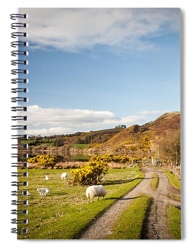 Lough Guitane Spiral Notebook featuring the photograph Lough Guitane Sheep by Mark Callanan
