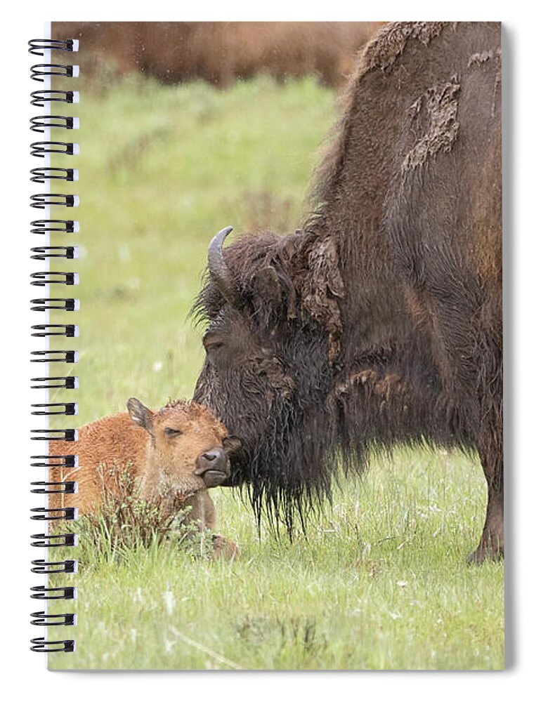 Bison Spiral Notebook featuring the photograph Love my Mama by Eilish Palmer