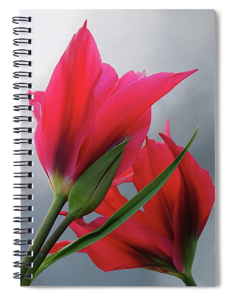 Tulips Spiral Notebook featuring the photograph Love by Rona Black