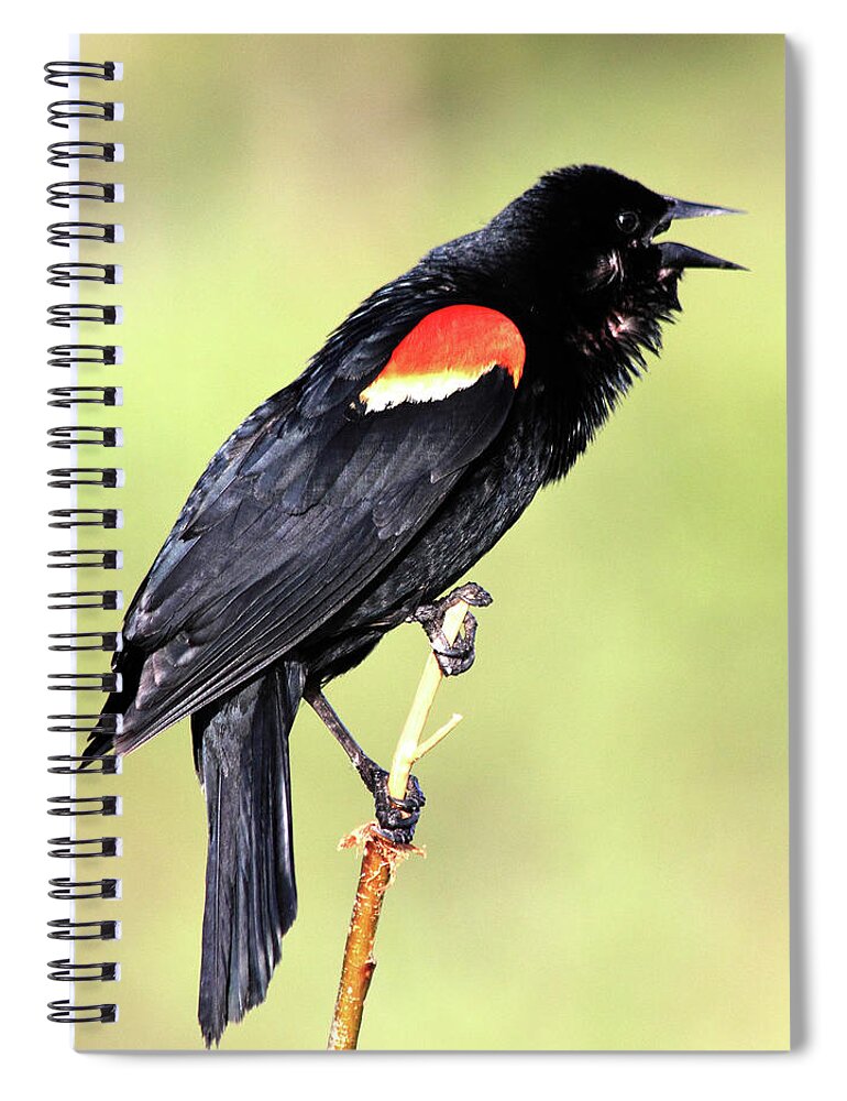 Red-winged Blackbird Spiral Notebook featuring the photograph Love Song by Shane Bechler