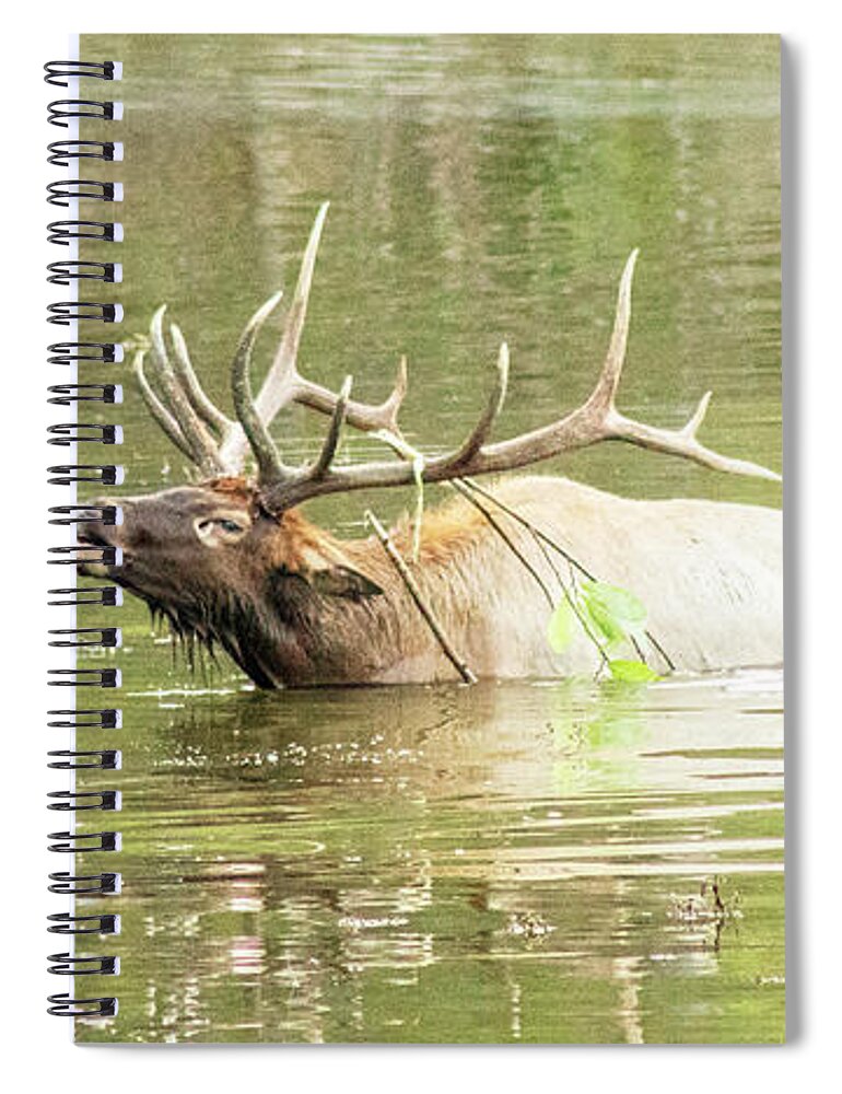 Elk Spiral Notebook featuring the photograph Love Songs by Holly Ross