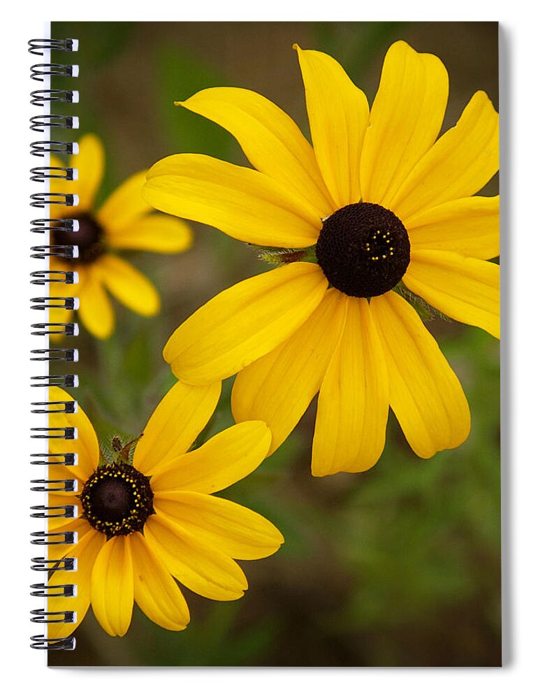 Flowers Spiral Notebook featuring the photograph Lovely Black Eyed Susans by Dorothy Lee