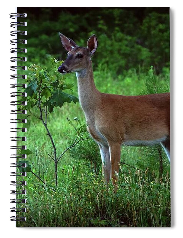 Deer Spiral Notebook featuring the photograph Loving Spring by Bill Stephens