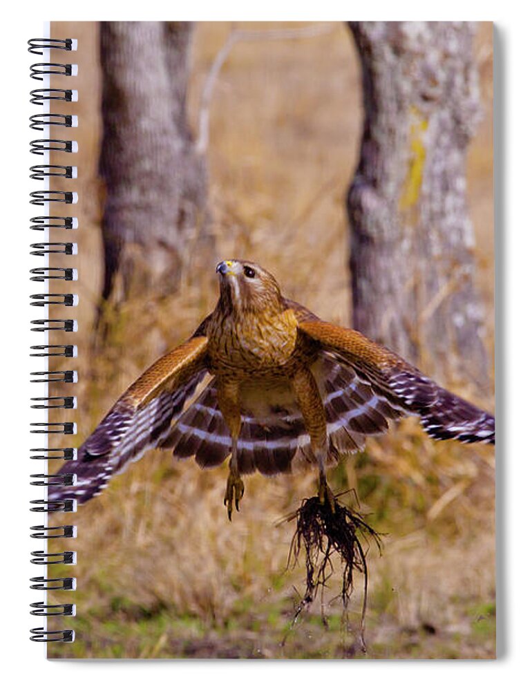 Red Shouldered Hawk Spiral Notebook featuring the photograph Low Flying by Linda Unger