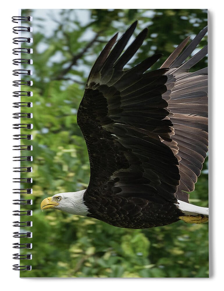 Bald Eagle Spiral Notebook featuring the photograph Low Level Fly-by by Michael Hall