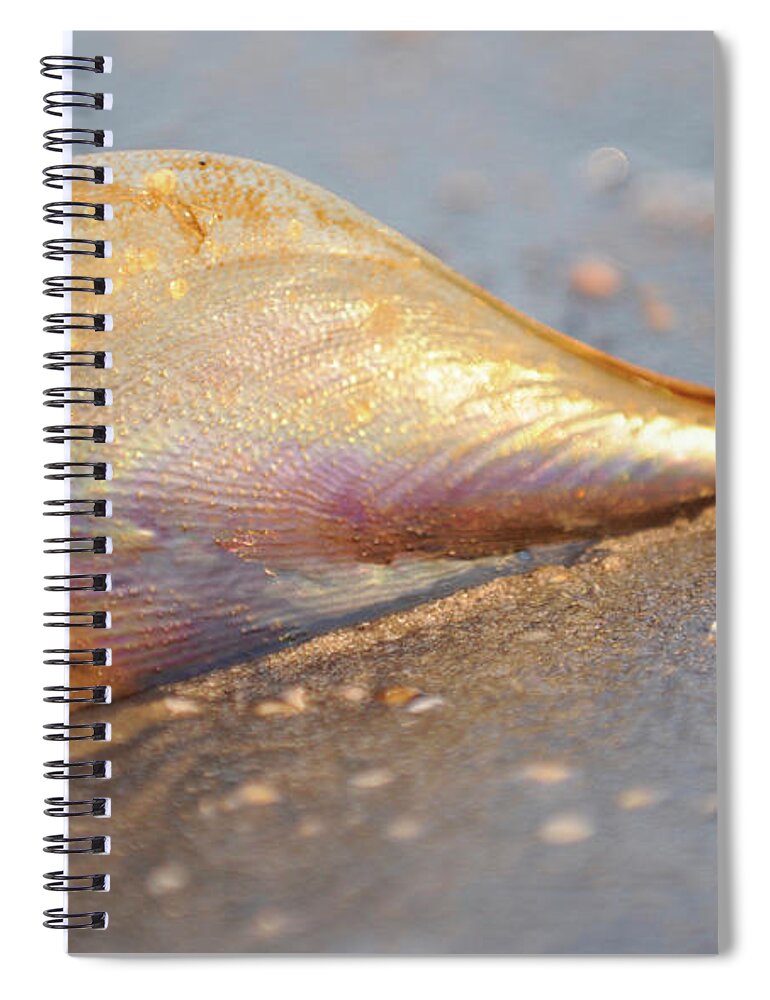 Sea Spiral Notebook featuring the painting Luminous Textures by Constance Woods