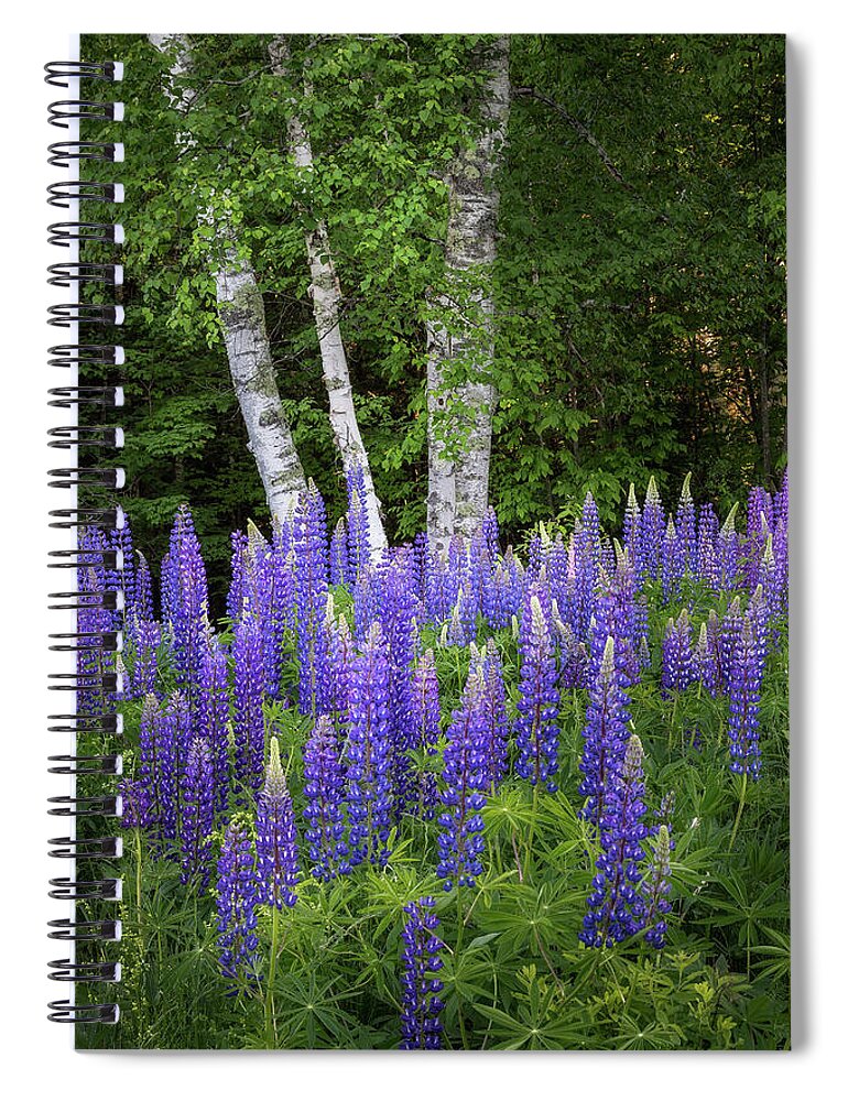 Sugar Hill Spiral Notebook featuring the photograph Lupine and Birch Tree by Bill Wakeley