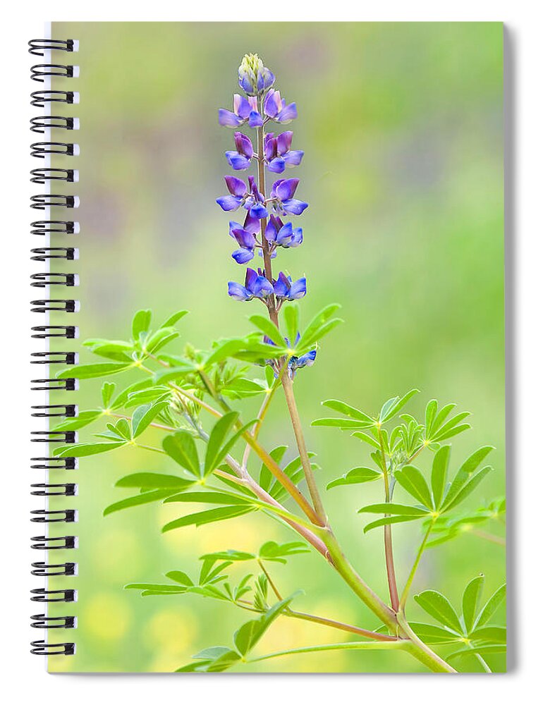 Lupine Spiral Notebook featuring the photograph Lupine by Ram Vasudev