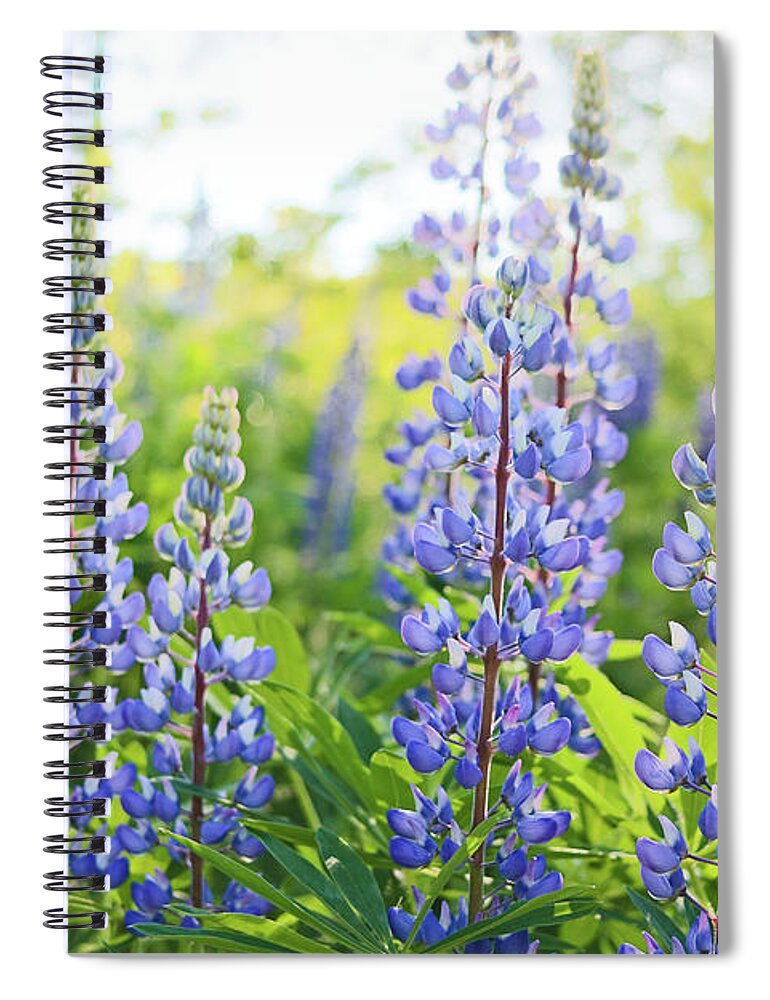 Lupines Spiral Notebook featuring the photograph Lupines by Holly Ross