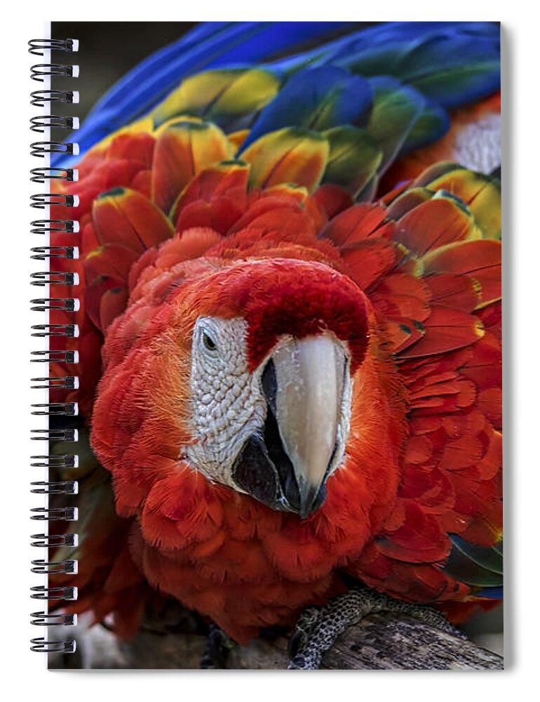 Macaw Parrot Spiral Notebook featuring the photograph Macaw Parrot by Mitch Shindelbower