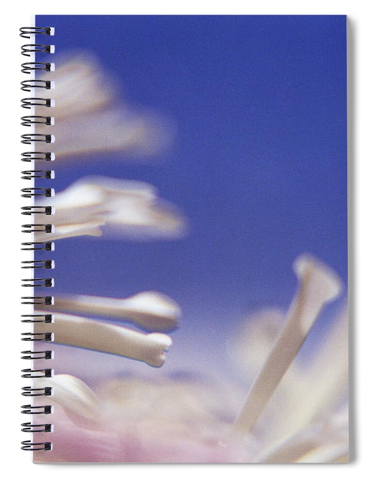 Macro Spiral Notebook featuring the photograph Macro Flower 2 by Lee Santa