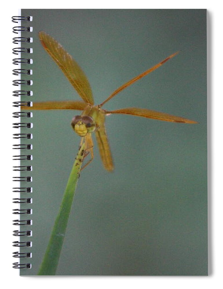 Macro Photography Spiral Notebook featuring the photograph Macro Photography Front View Golden Amberwing Dragonfly - Front View by Colleen Cornelius