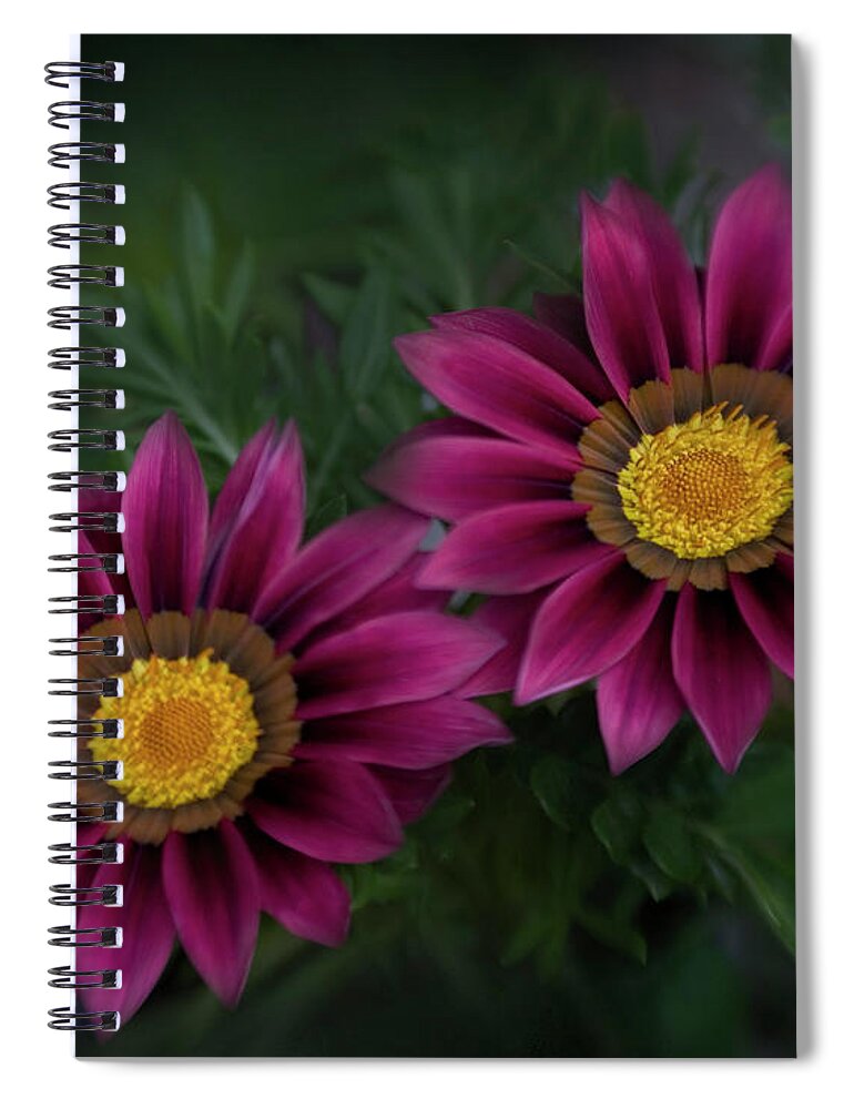 Botany Spiral Notebook featuring the photograph Magenta African Daisies by David and Carol Kelly