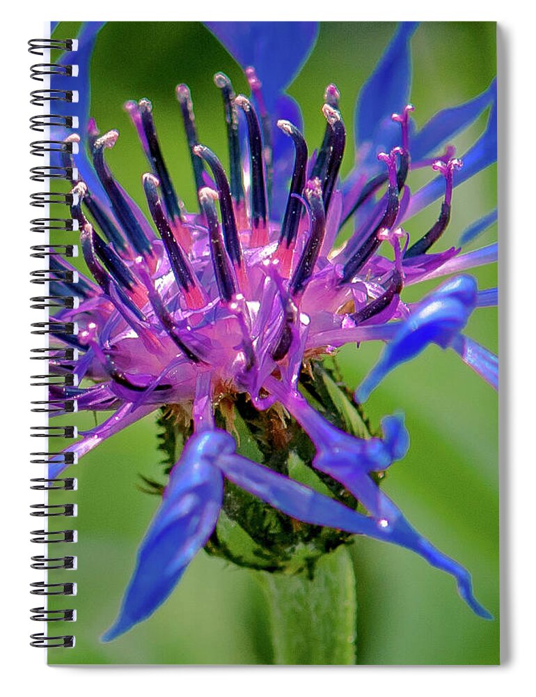 Flower Spiral Notebook featuring the photograph Magenta-Blue Persuasion by Jim Moore