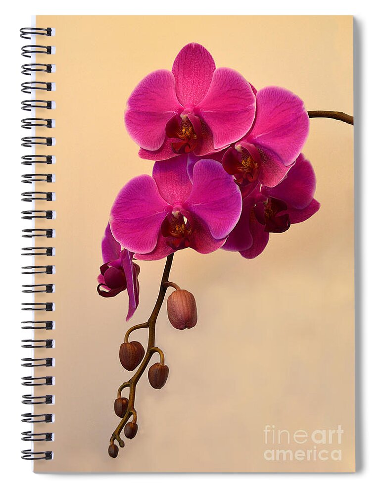 Orchid Spiral Notebook featuring the photograph Magenta Phalaenopsis Orchid by Catherine Sherman