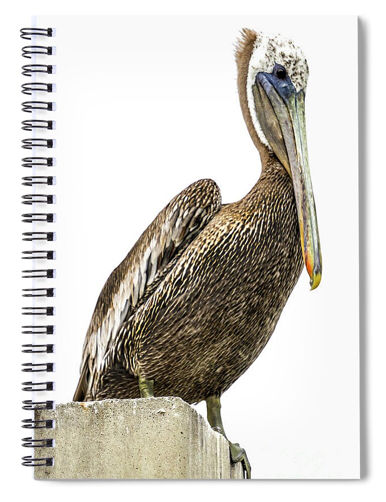 Bird Spiral Notebook featuring the photograph Majestic Gulf Shores Pelican 1071A by Ricardos Creations