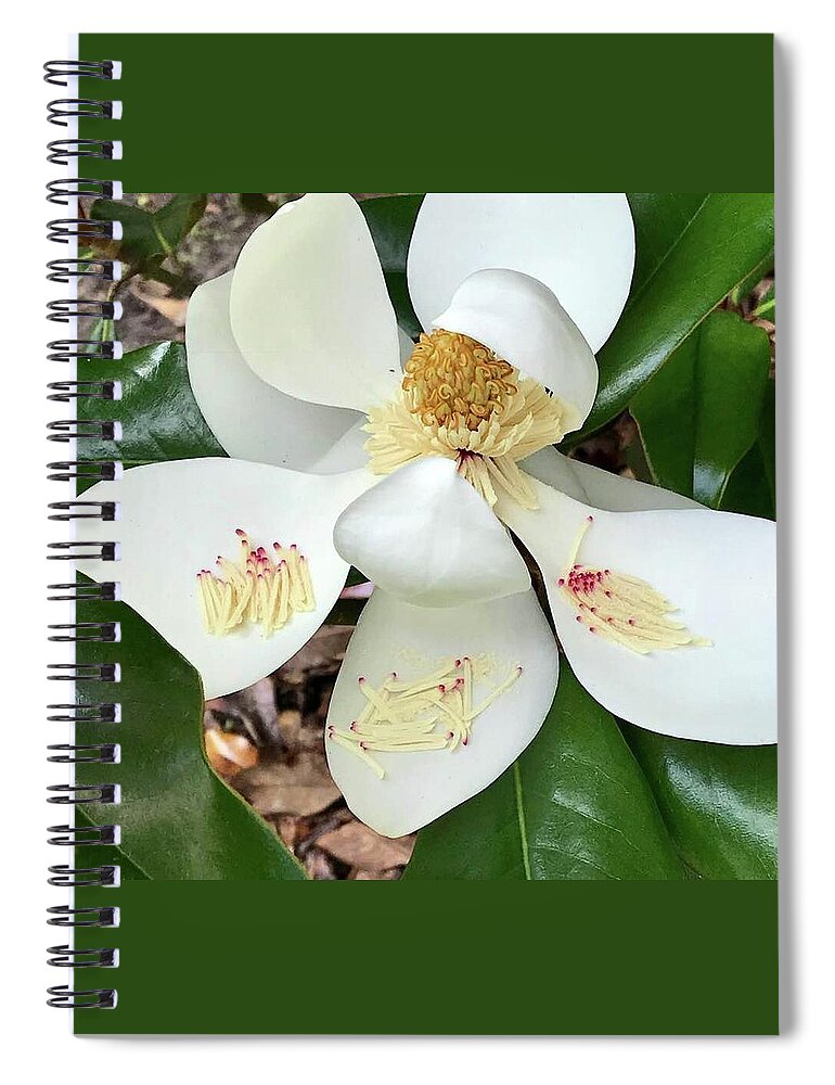 Magnolia Bloom Spiral Notebook featuring the photograph Magnolia Bloom by Warren Thompson