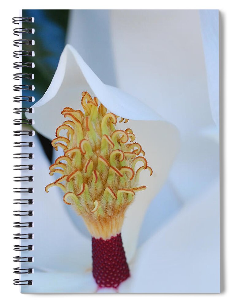 Flower Spiral Notebook featuring the photograph Magnolia Blossom 1 by Amy Fose