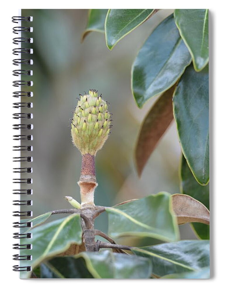Magnolia Buds Spiral Notebook featuring the photograph Magnolia Buds by Maria Urso