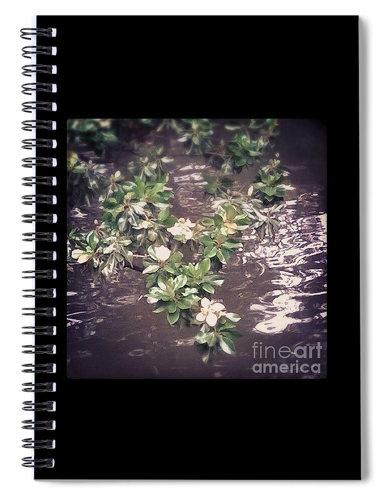 Magnolia Spiral Notebook featuring the photograph Magnolia over the river by Kari Myres