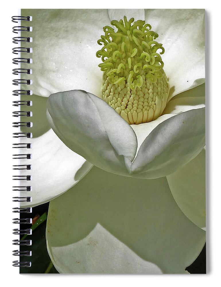 Magnolia Spiral Notebook featuring the photograph Magnolia Series 1 by Eunice Warfel