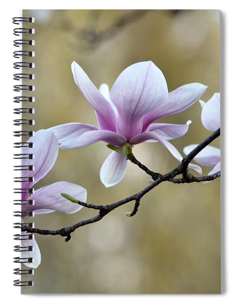 Magnolia Spiral Notebook featuring the photograph Magnolia Trio by Ann Bridges