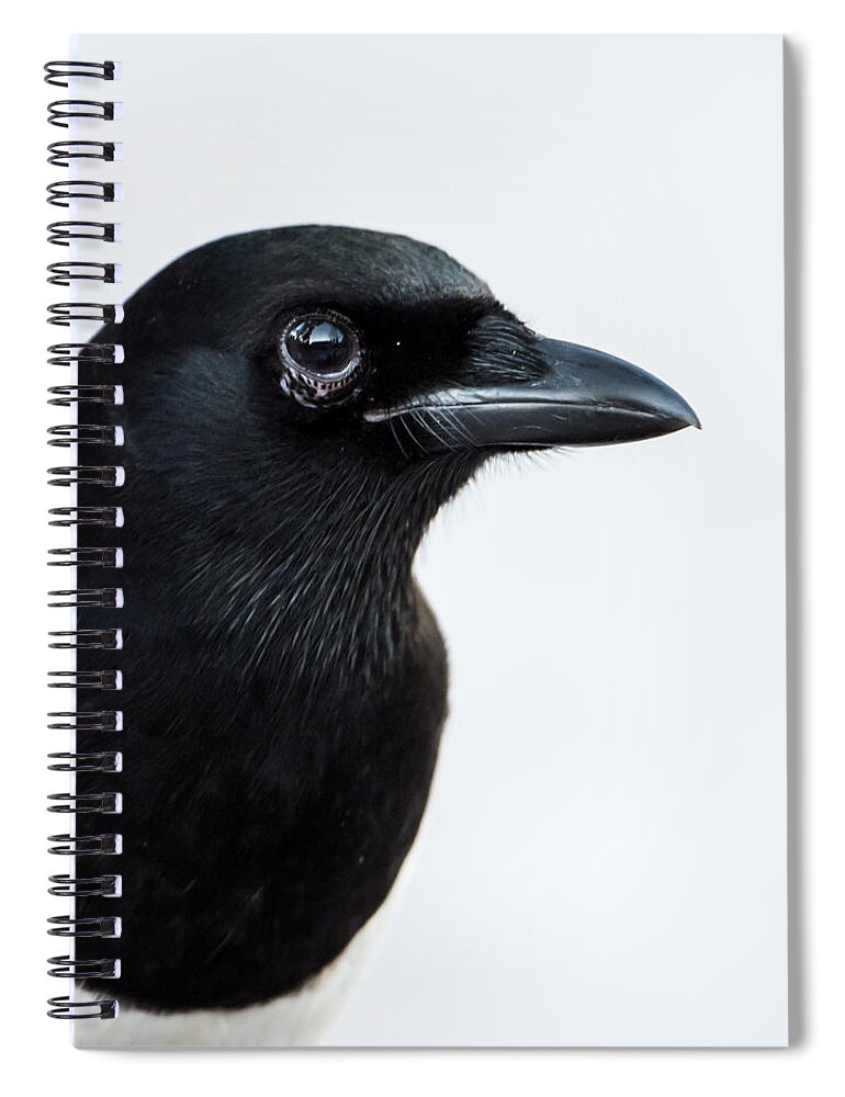 Pica Pica Spiral Notebook featuring the photograph Magpie portrait by Torbjorn Swenelius