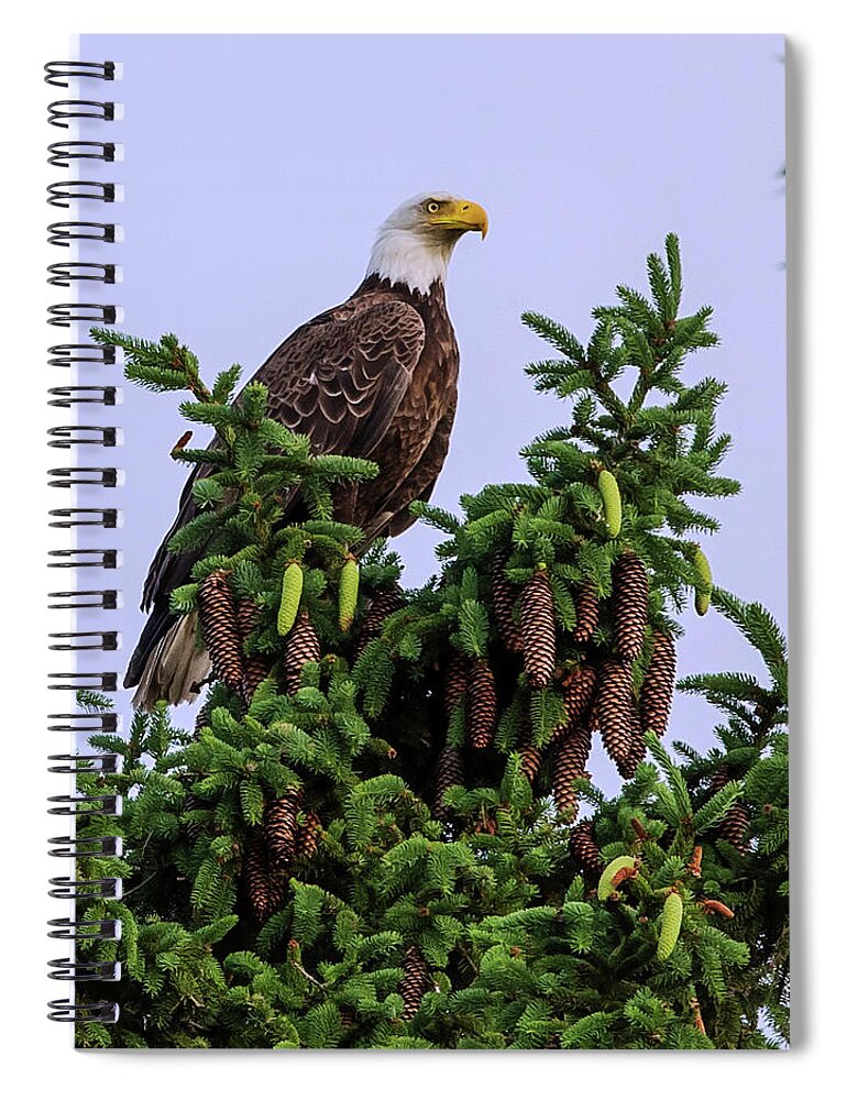 Bald Eagle Majestic Pine Tree Proud Cones Pinecone Portrait Wildlife Scenic National Bird Raptor Spiral Notebook featuring the photograph Majestic Eagle on Pine by Peter Herman
