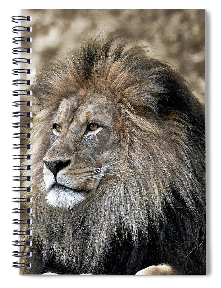 Lion Spiral Notebook featuring the photograph Majestic lion brown and black and white by Steve and Sharon Smith