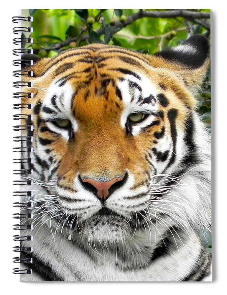 Tiger Spiral Notebook featuring the photograph Majestic Tiger Close up by Maureen Beaudet