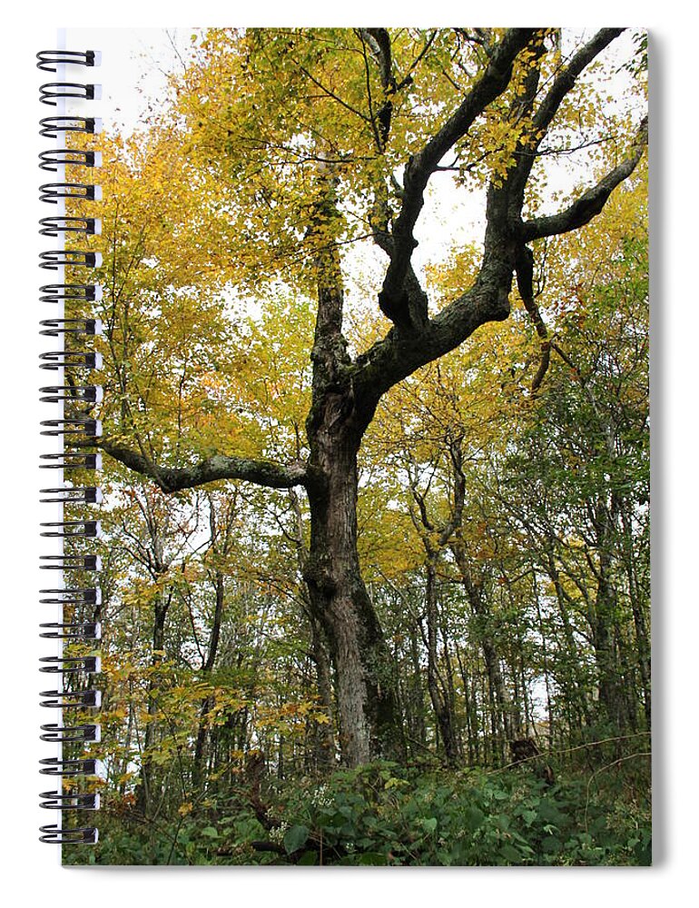 Tree Spiral Notebook featuring the photograph Majestic Tree by Allen Nice-Webb