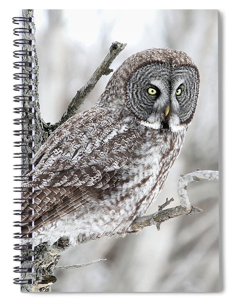 Great Gray Owl Spiral Notebook featuring the photograph Majestic Watcher by Doris Potter