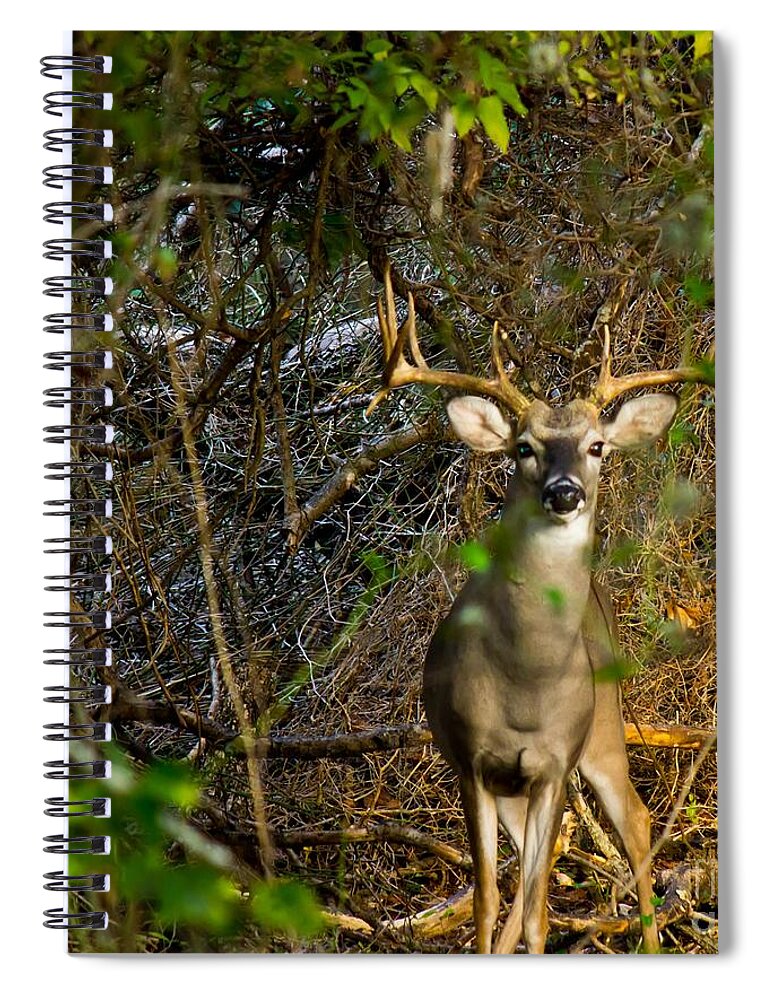 Michael Tidwell Photography Spiral Notebook featuring the photograph Majestic Whitetail by Michael Tidwell