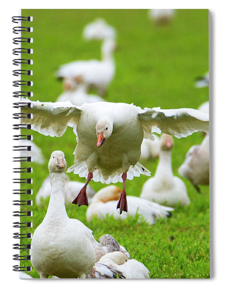 Goose Spiral Notebook featuring the photograph Make Room by Michael Dawson