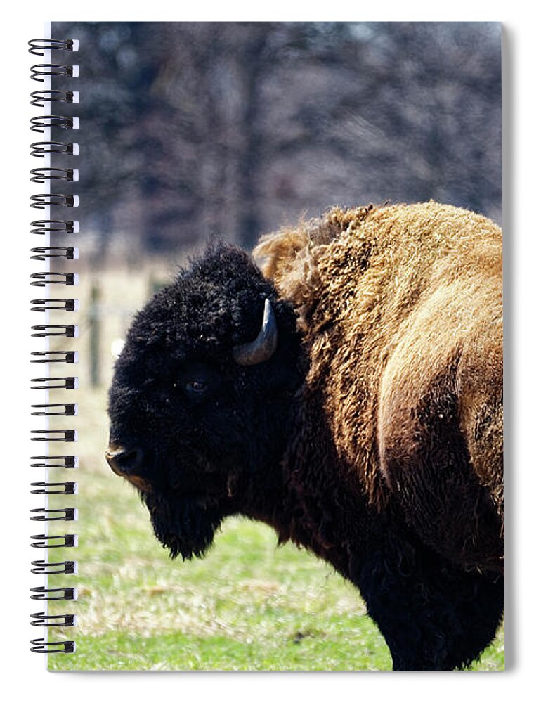 Bison Spiral Notebook featuring the photograph Male Bison by Peter Ponzio