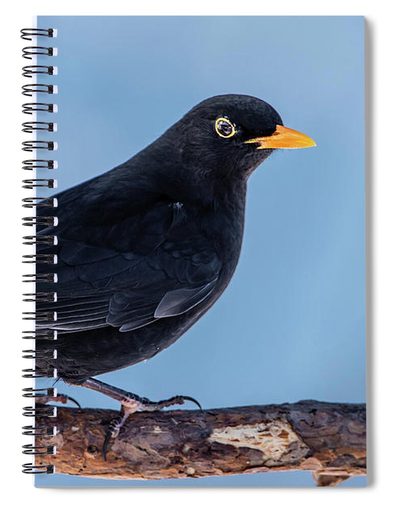 Blackbird Spiral Notebook featuring the photograph Male blackbird perching on a pine branch in profile by Torbjorn Swenelius