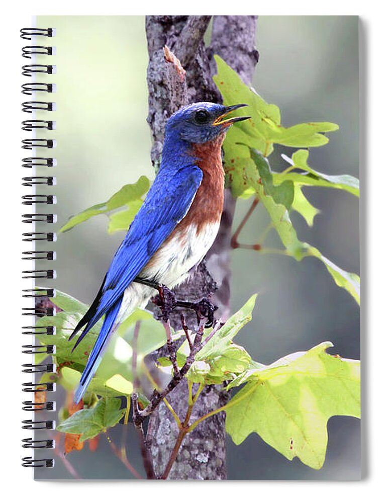Bluebird Spiral Notebook featuring the photograph Male Bluebird by Jackson Pearson