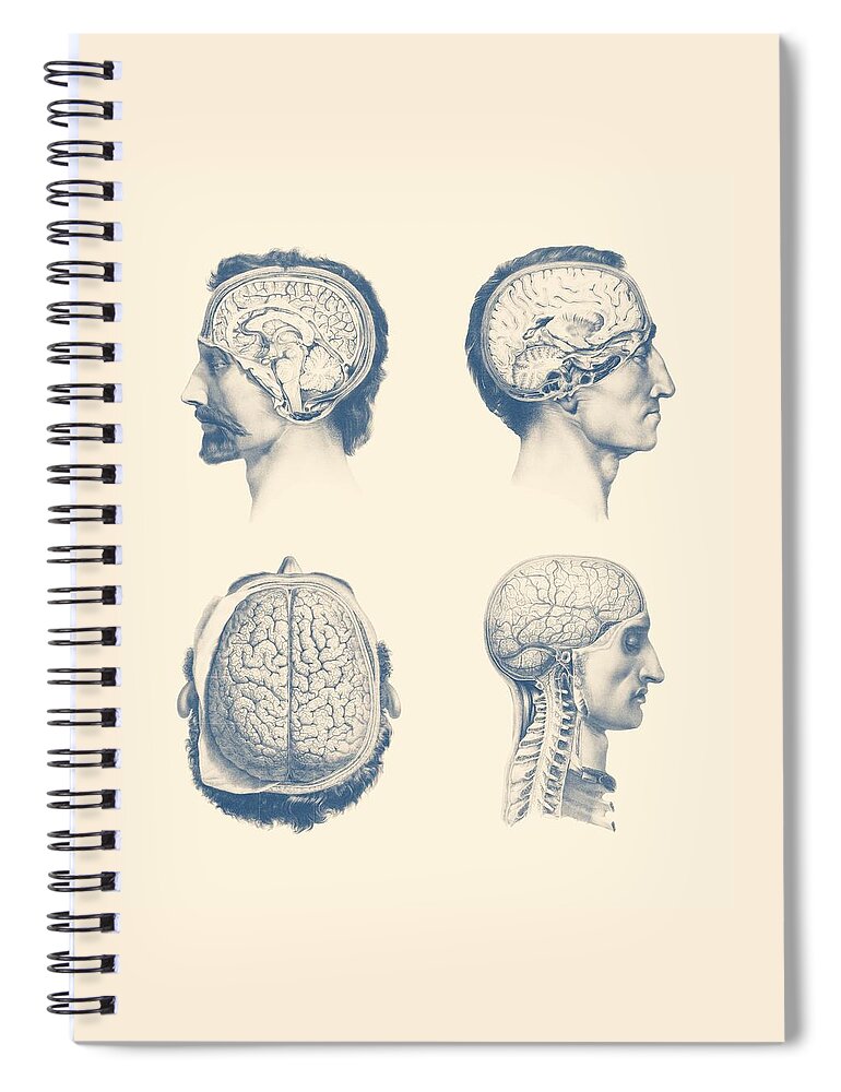 Spinal Cord Spiral Notebook featuring the mixed media Male Brain Anatomy - Multi-View by Vintage Anatomy Prints