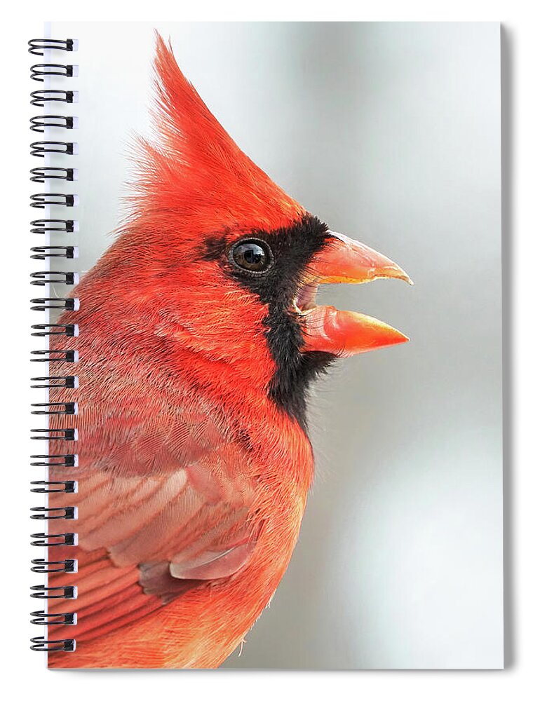 Cardinal Spiral Notebook featuring the photograph Male Cardinal in profile by Jim Hughes