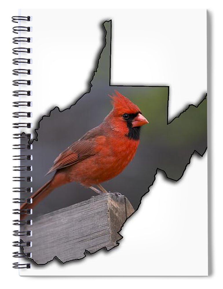 Male; Cardinal; Bird; Red; Posing; Outdoors; Nature Spiral Notebook featuring the photograph Male cardinal perch by Dan Friend