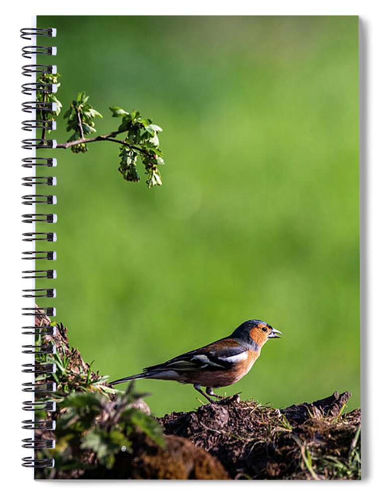 Bird Spiral Notebook featuring the photograph Male Chaffinch Chatting by Framing Places