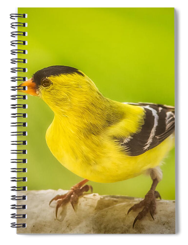 Animals Spiral Notebook featuring the photograph Male Goldfinch by Rikk Flohr
