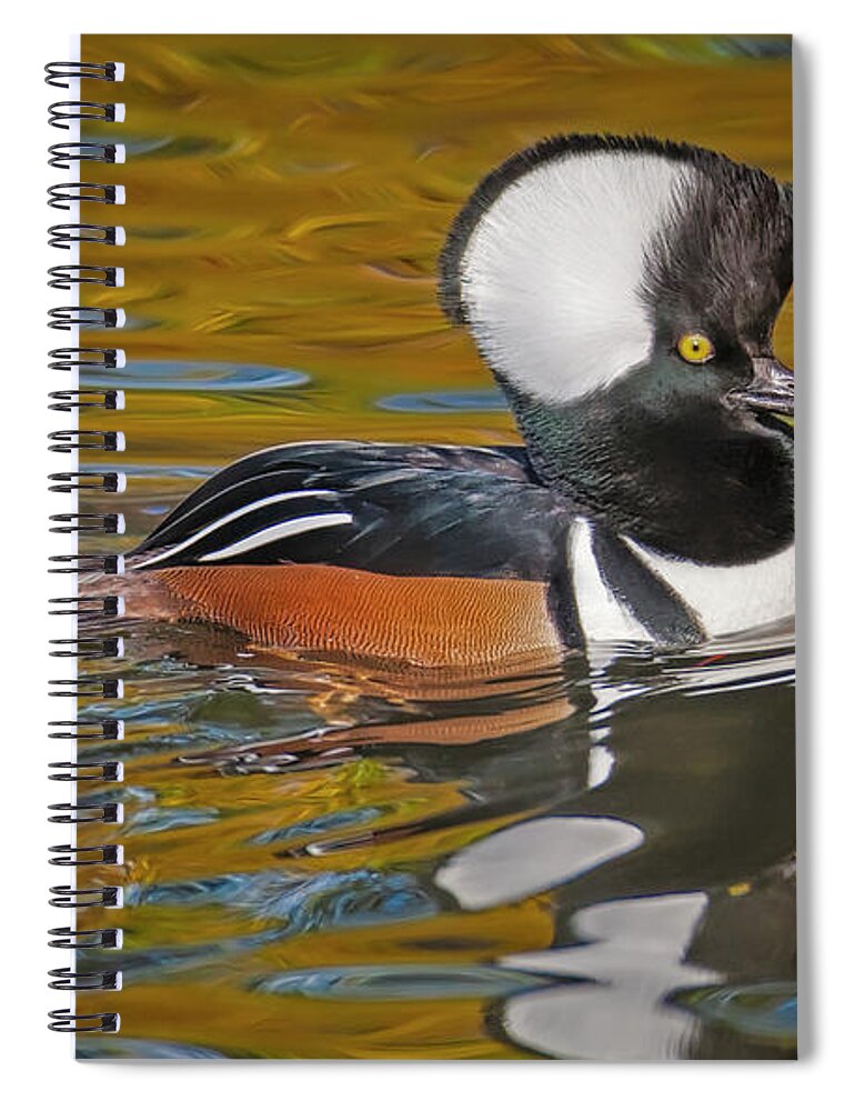 Hooded Merganaser Spiral Notebook featuring the photograph Male Hooded Merganser Duck by Susan Candelario