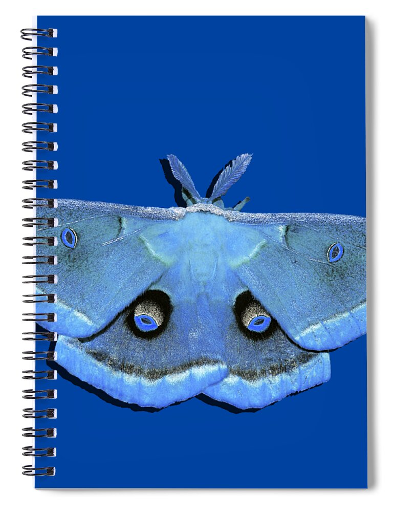 Polyphemus Moth Spiral Notebook featuring the photograph Male Moth Light Blue .png by Al Powell Photography USA