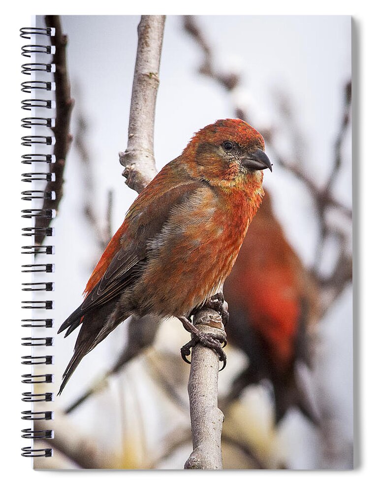 Astoria Spiral Notebook featuring the photograph Male Red Crossbills by Robert Potts