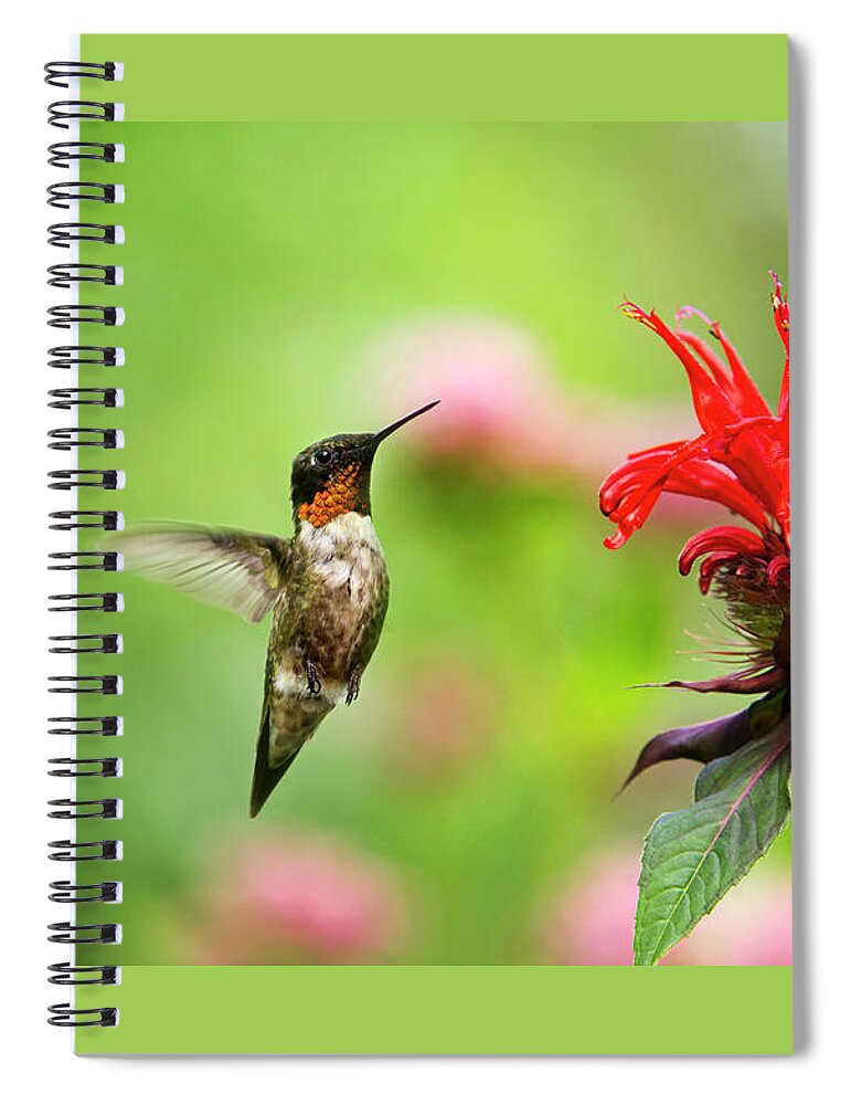 Hummingbird Spiral Notebook featuring the photograph Male Ruby-Throated Hummingbird Hovering Near Flowers by Christina Rollo